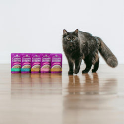 Stella and Chewys Carnivore Cravings MorselsNGravy Salmon and Tuna Recipe 2.99oz. (Case of 24)