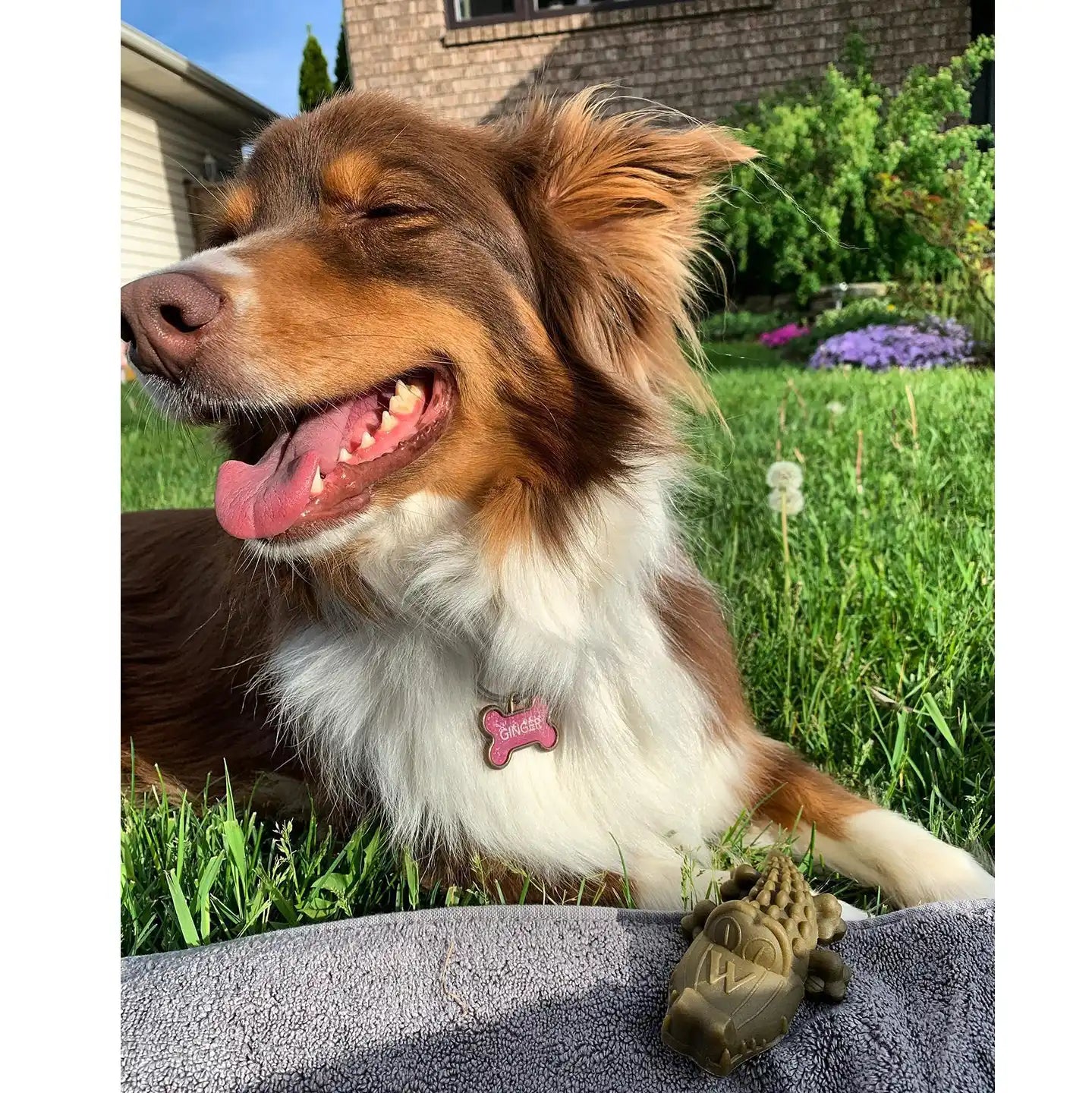 Bad To The Bone Pets