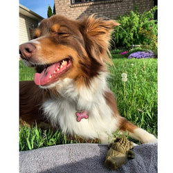 WHIMZEES Alligators Small Dental Chews - 12.99 oz Bag: Playful, Natural Dental Care for Small Dogs