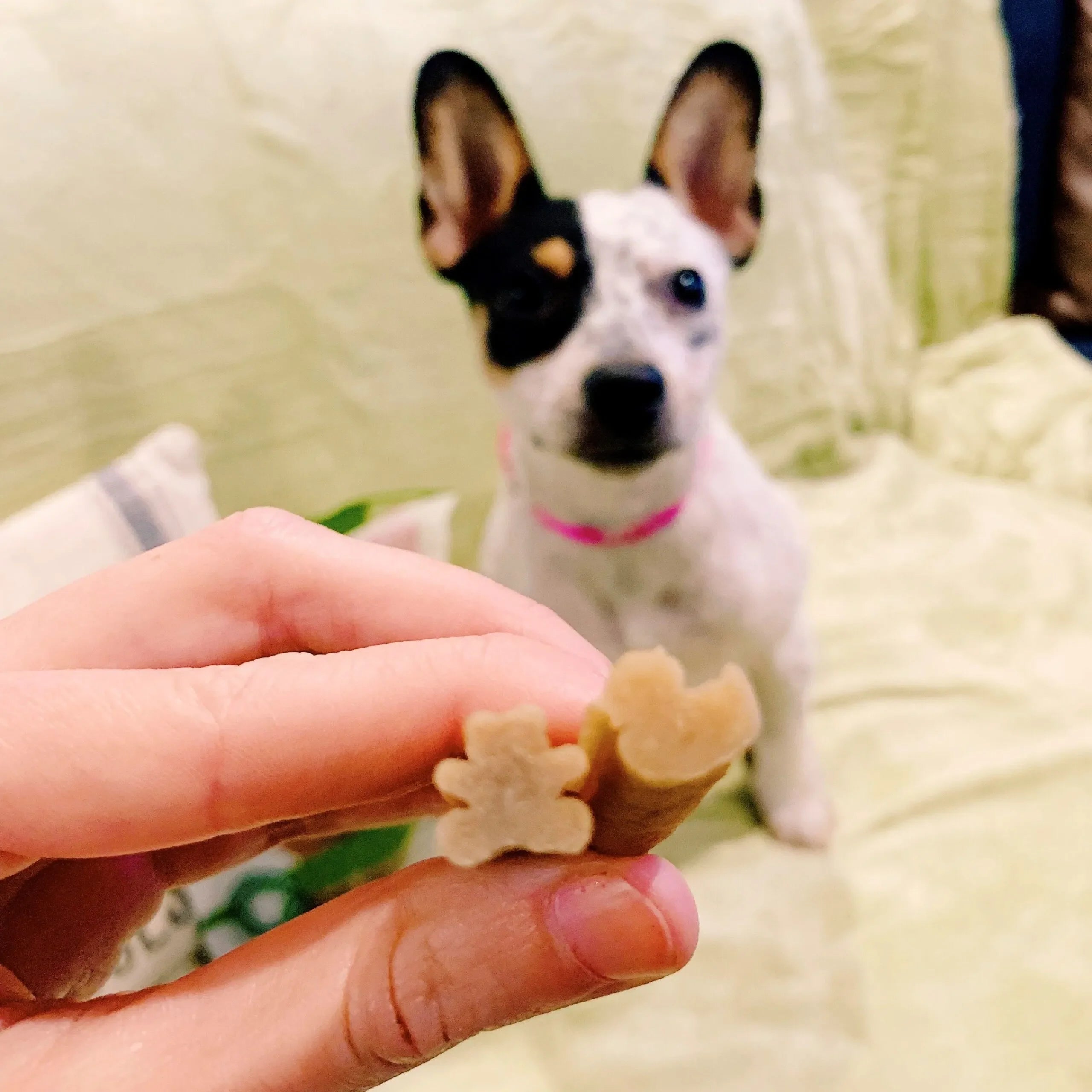 Whimzee Puppy Chews Medium-Large 7.99Oz